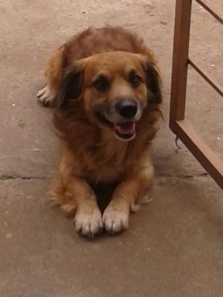 Cachorro ra a vira lata idade 4 anos nome Bolinha