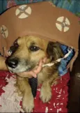 Bolinha