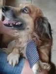 Bolinha