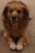 Bolinha