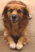 Bolinha