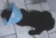 negão