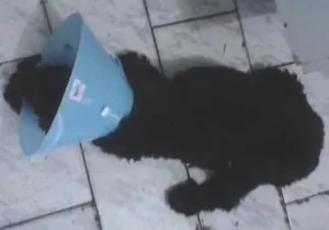 Cachorro raça cocker idade 6 ou mais anos nome negão