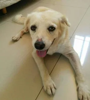 Cachorro raça SRD idade 3 anos nome Lessie