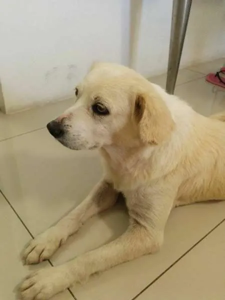 Cachorro ra a SRD idade 3 anos nome Lessie