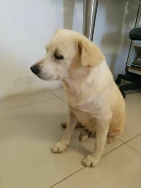 Cachorro ra a SRD idade 3 anos nome Lessie