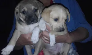 Cachorro raça SRD idade  nome Marrom/Branquinha/B
