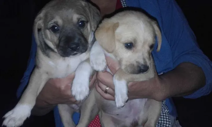 Cachorro ra a SRD idade  nome Marrom/Branquinha/B