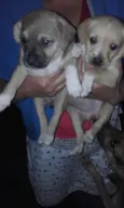 Marrom/Branquinha/B