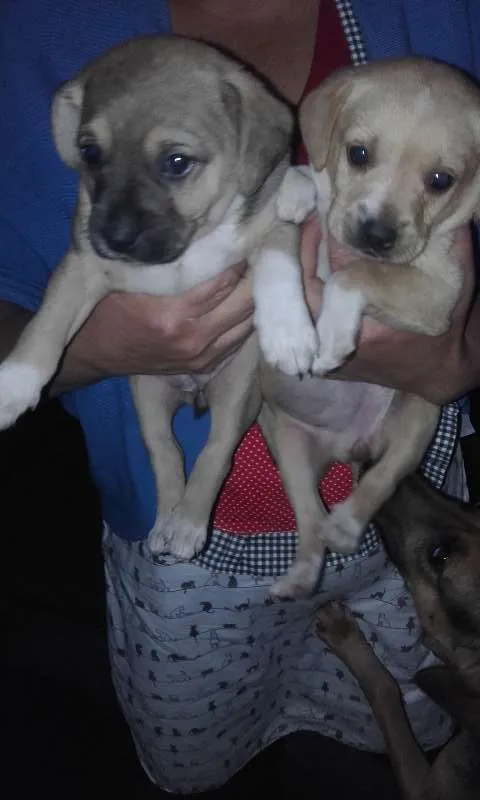 Cachorro ra a SRD idade  nome Marrom/Branquinha/B