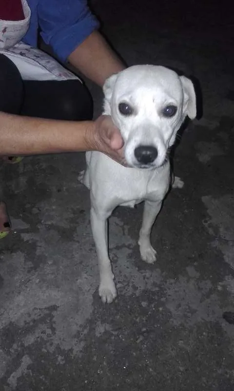 Cachorro ra a SRD idade  nome Marrom/Branquinha/B