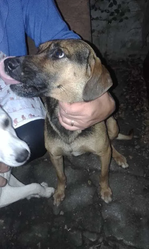 Cachorro ra a SRD idade  nome Marrom/Branquinha/B