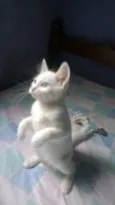 gatinhos filhotes 