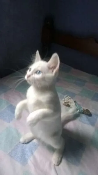 Gato raça  idade 2 a 6 meses nome gatinhos filhotes 