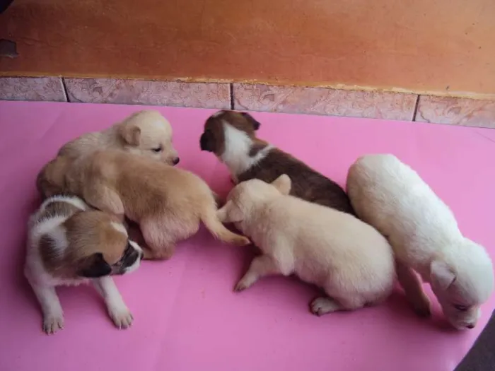 Cachorro ra a  idade Abaixo de 2 meses nome filhotes