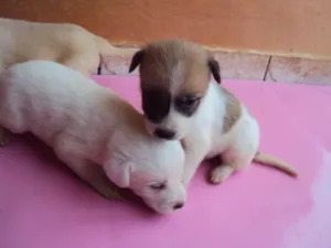 Cachorro raça  idade Abaixo de 2 meses nome filhotes
