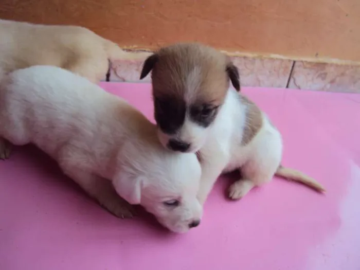 Cachorro ra a  idade Abaixo de 2 meses nome filhotes