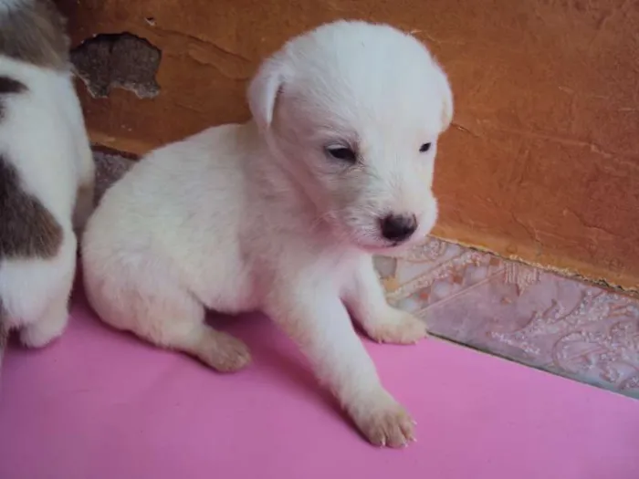 Cachorro ra a  idade Abaixo de 2 meses nome filhotes