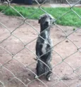 Pequeno