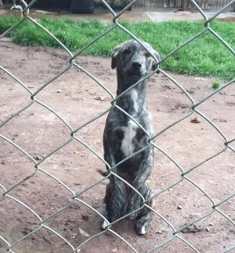 Cachorro ra a SRD idade 2 a 6 meses nome Pequeno