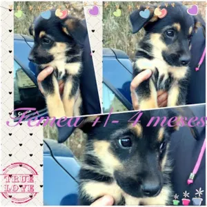 Cachorro raça SRD idade 2 a 6 meses nome lINDINHA ccz
