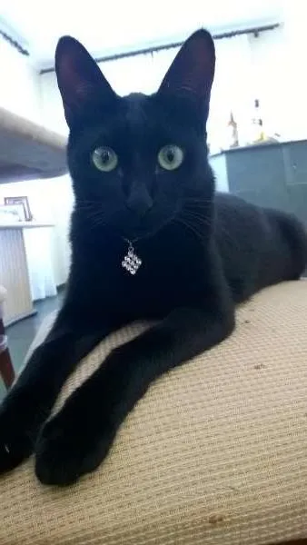 Gato ra a idade 7 a 11 meses nome Malu