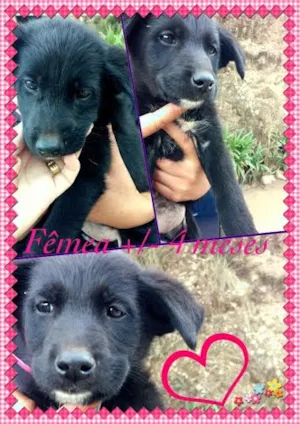 Cachorro raça SRD idade 2 a 6 meses nome Pequena CCZ