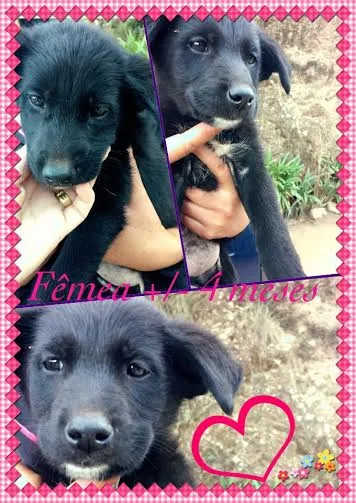 Cachorro ra a SRD idade 2 a 6 meses nome Pequena CCZ