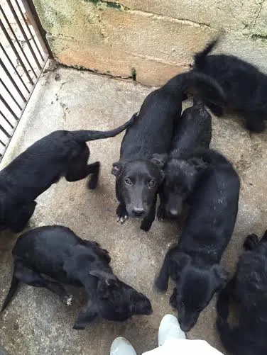 Cachorro ra a SRD idade 7 a 11 meses nome Caes CCZ
