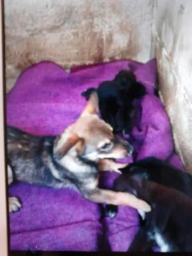 Cachorro ra a SRD idade 7 a 11 meses nome dOCIL CCZ