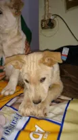 mIX DE LABRADOR