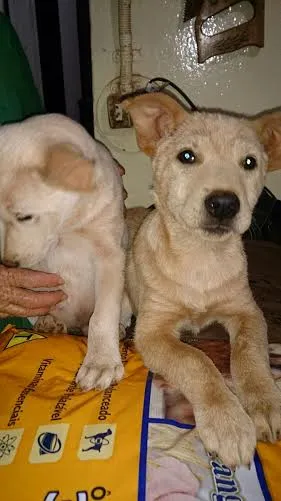 Cachorro ra a SRD idade 2 a 6 meses nome mIX DE LABRADOR