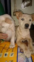 mIX DE LABRADOR