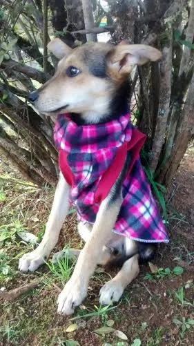 Cachorro raça SRD idade 2 a 6 meses nome Menino CCZ