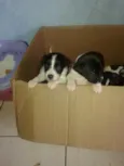 Bebes Kuki