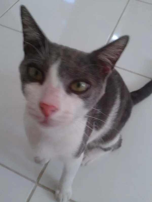 Gato ra a SRD idade 1 ano nome MILO