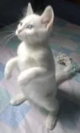 gatinhos filhotes 