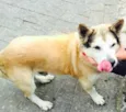 LOBO