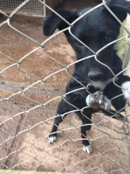 Cachorro ra a SRD idade 2 a 6 meses nome LINDA BEBE