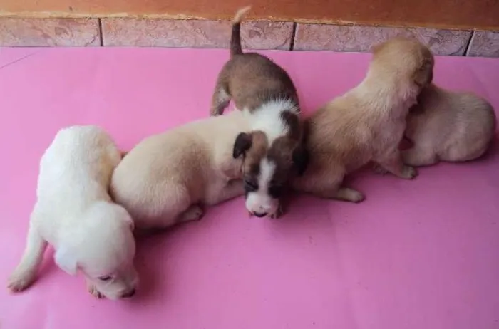 Cachorro ra a  idade Abaixo de 2 meses nome filhotes