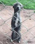 Pequeno
