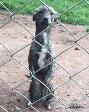 Cachorro raça SRD idade 2 a 6 meses nome Pequeno