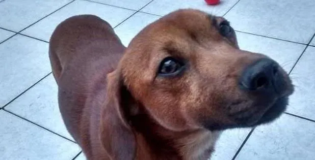 Cachorro ra a  idade 2 anos nome Oliver