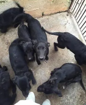 Cachorro raça SRD idade 7 a 11 meses nome Caes CCZ