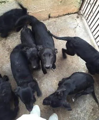 Cachorro ra a SRD idade 7 a 11 meses nome Caes CCZ