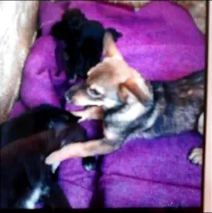 Cachorro raça SRD idade 7 a 11 meses nome dOCIL CCZ