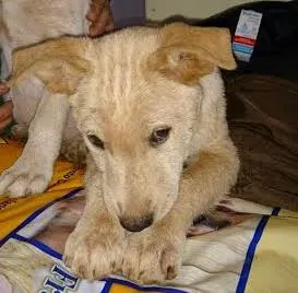Cachorro raça SRD idade 2 a 6 meses nome mIX DE LABRADOR