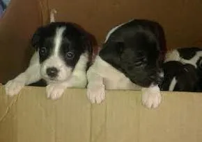 Cachorro raça SRD idade 2 a 6 meses nome Bebes Kuki