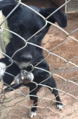 Cachorro raça SRD idade 2 a 6 meses nome LINDA BEBE