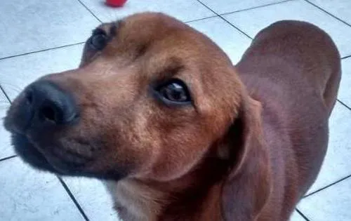 Cachorro ra a  idade 2 anos nome Oliver
